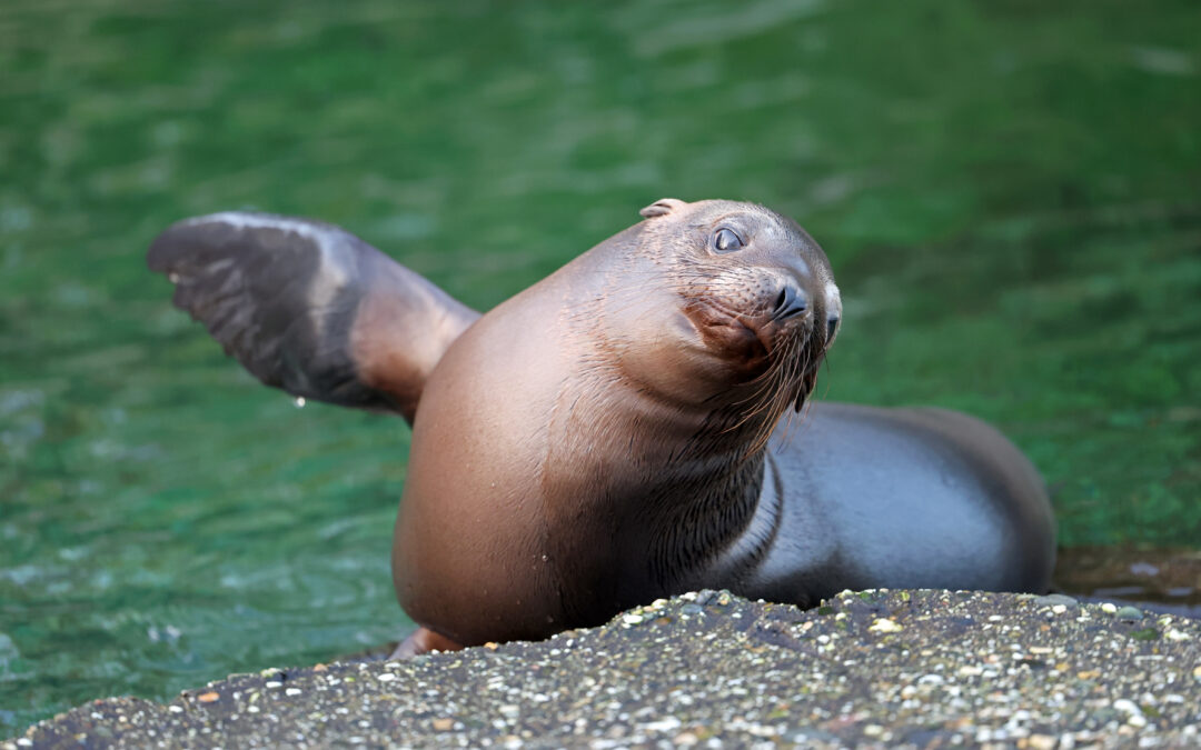 Californian Sea Lion (Zalophus californianus), animal